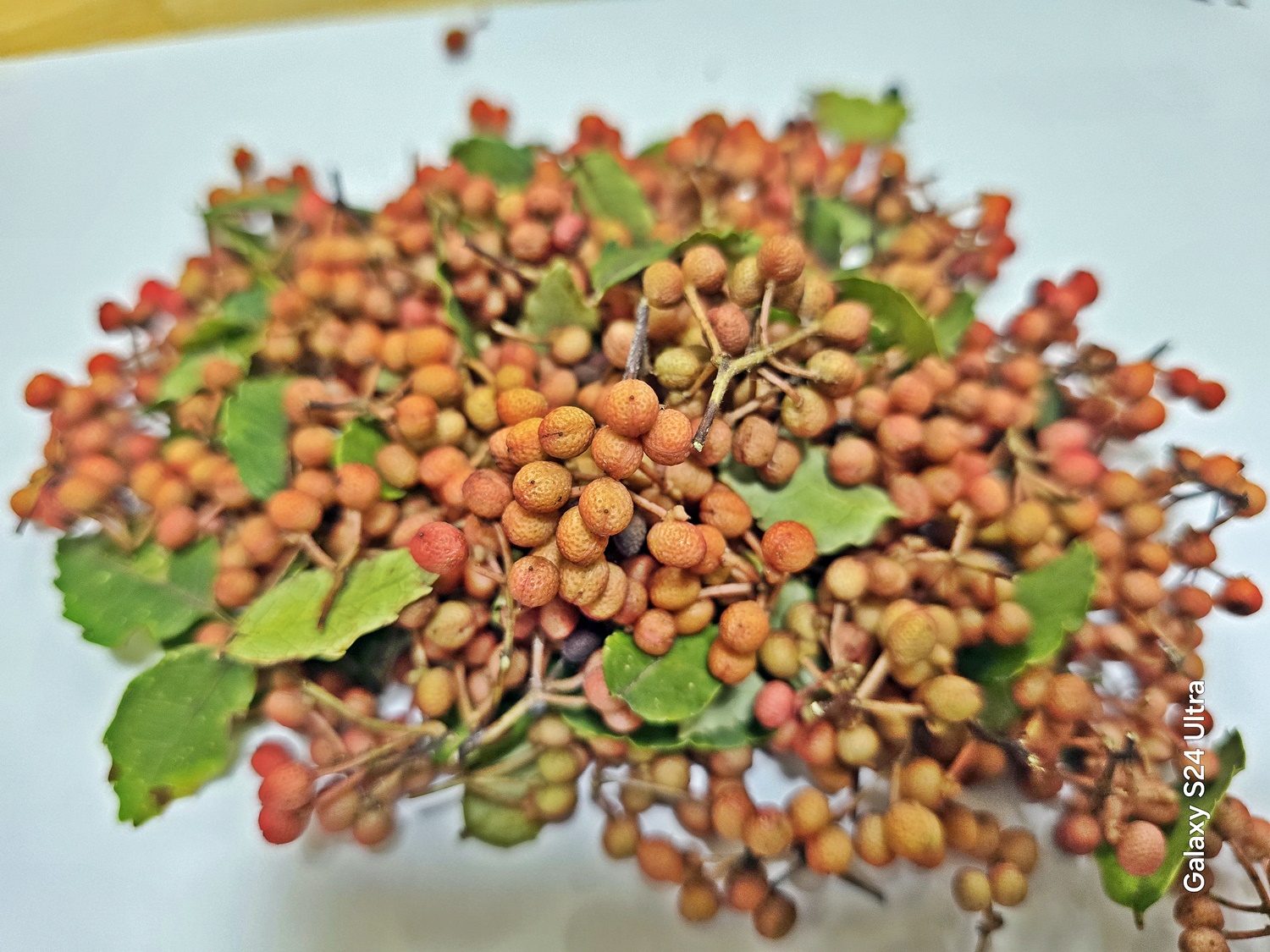 초피나무(민초피 암나무)