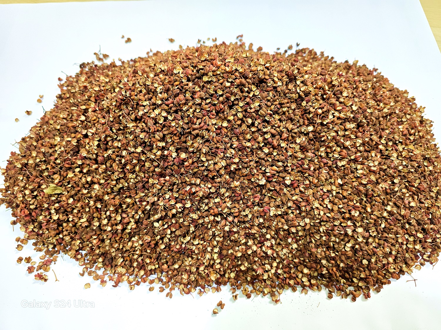 초피나무(민초피 암나무)