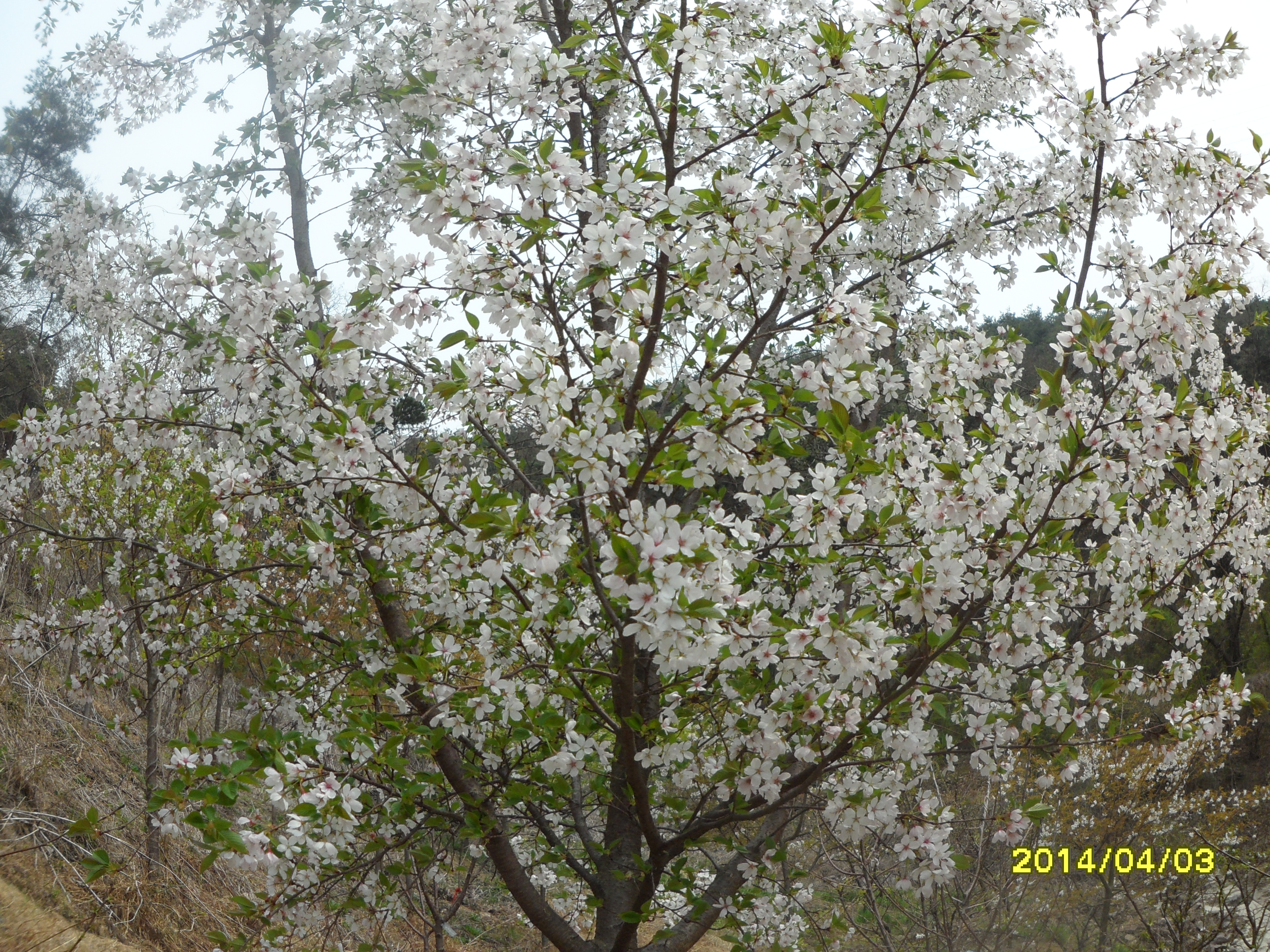 산벚나무