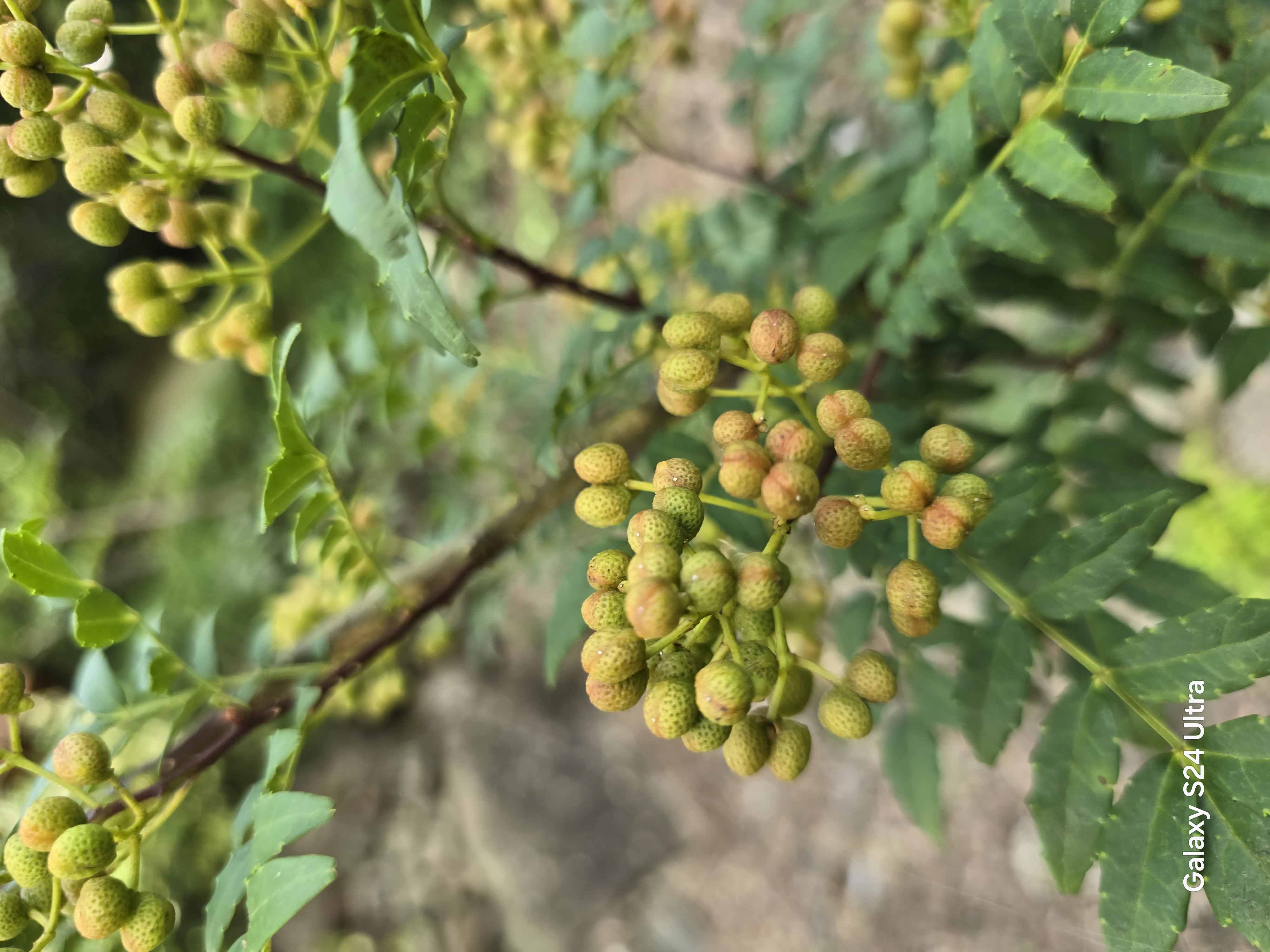 초피나무(제피나무, 민초피 암나무)