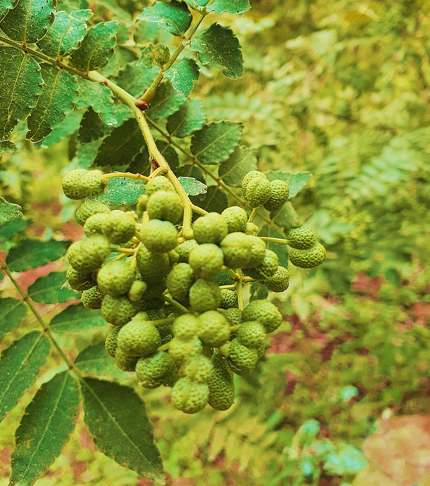 가시없는초피나무(제피나무, 민초피 암나무)