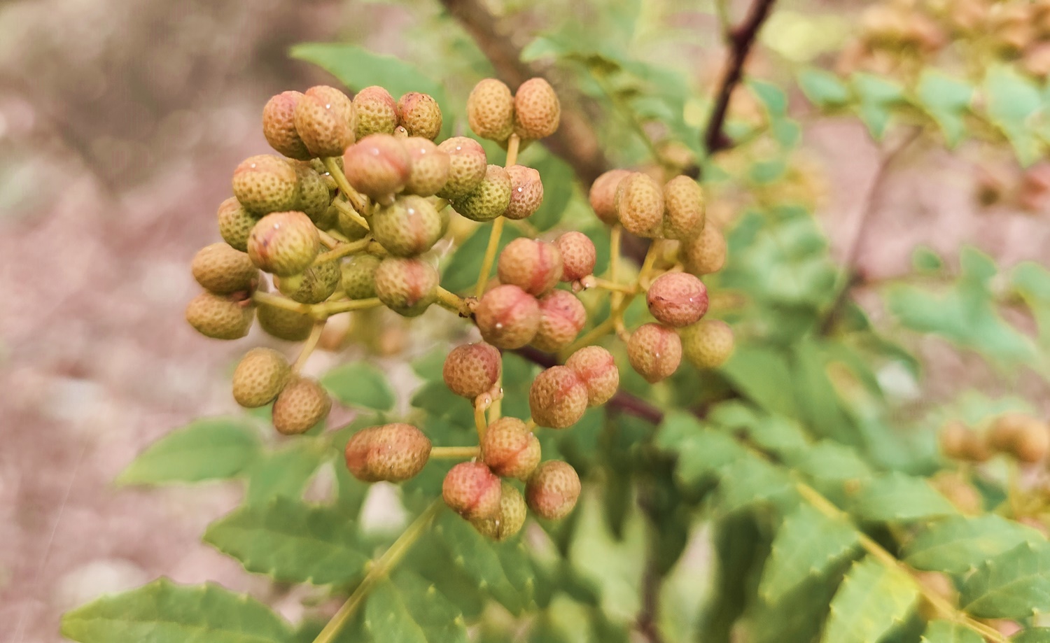 초피나무(제피나무, 민초피 암나무)