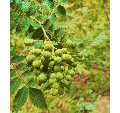 가시없는초피나무(제피나무, 민초피 암나무)