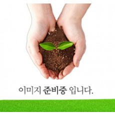 자목련